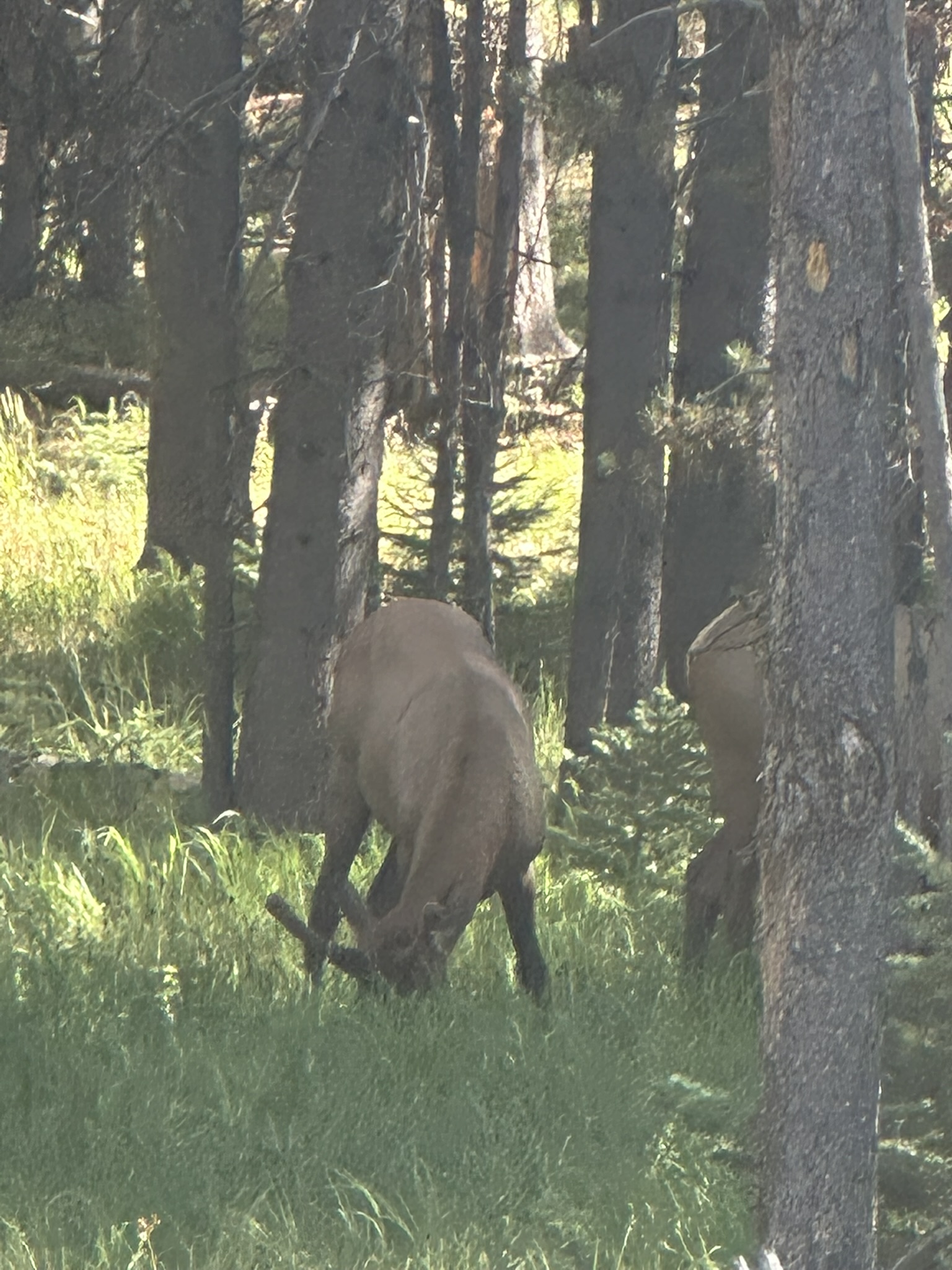 Yellowstone And Grand Teton National Parks - Image 1469